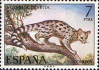 Common Genet (Genetta genetta)