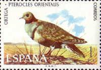 Black-bellied Sandgrouse (Pterocles orientalis)