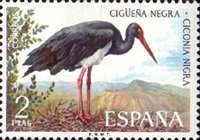 Black Stork (Ciconia nigra)