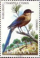 Azure-winged Magpie (Cyanopica cyanus)
