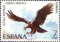 Eastern Imperial Eagle (Aquila heliaca)