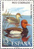 Red-crested Pochard (Netta rufina)