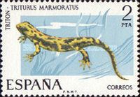 Marbled Newt (Triturus marmoratus)