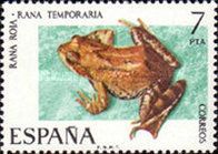 European Common Frog (Rana temporaria)