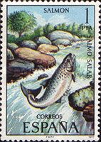 Atlantic Salmon (Salmo salar)