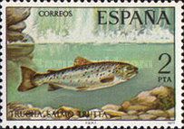 Brown Trout (Salmo trutta)
