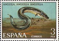 European Eel (Anguilla anguilla)