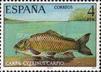 Common Carp (Cyprinus carpio)