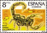 Common Yellow Scorpion (Buthus europaeus)