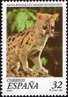 Endangered Species: Common Genet (Genetta genetta)