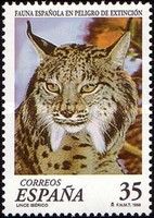 Endangered Species: Iberian Lynx (Lynx pardina)