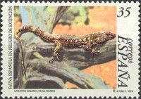 El Hierro Giant Lizard (Gallotia simonyi machadoi)