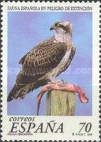 Osprey (Pandion haliaetus)