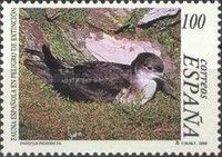 Balearic Shearwater (Puffinus mauretanicus)