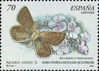Zullich's Blue (Agriades zullichi)