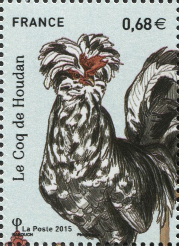Houdan (Gallus gallus domesticus)