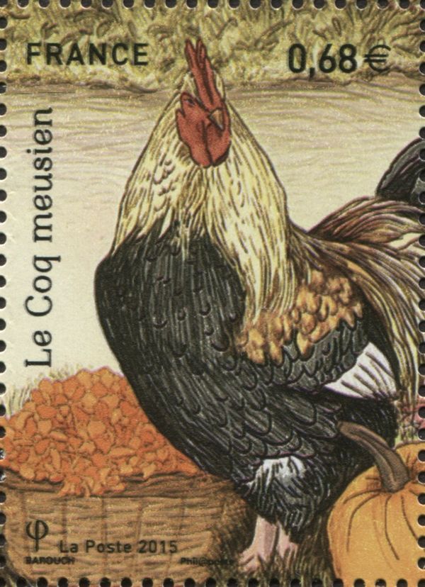 Meuse (Gallus gallus domesticus)