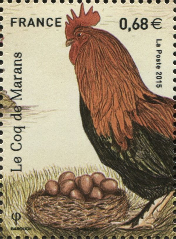 Marans (Gallus gallus domesticus)