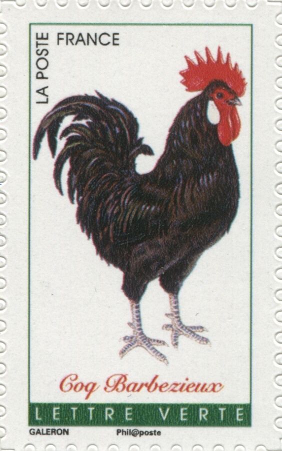 Barbezieux Rooster (Gallus gallus domesticus)