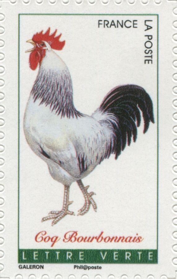 Bourbonnais Rooster (Gallus gallus domesticus)