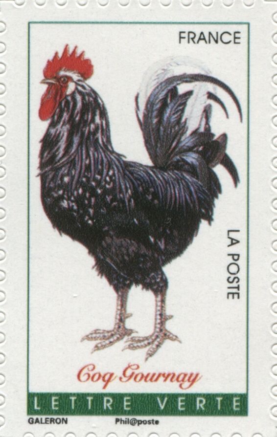 Gournay Rooster (Gallus gallus domesticus)