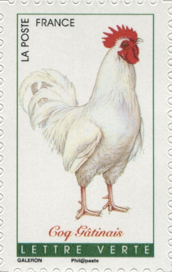 Gatinais Rooster (Gallus gallus domesticus)