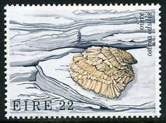 Common European Oyster (Ostrea edulis)