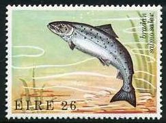 Atlantic Salmon (Salmo salar)