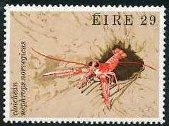 Dublin Bay Prawn (Nephrops norvegicus)