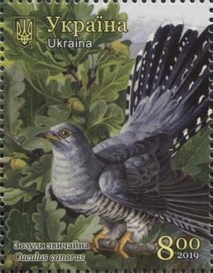 Common Cuckoo (Cuculus canorus)