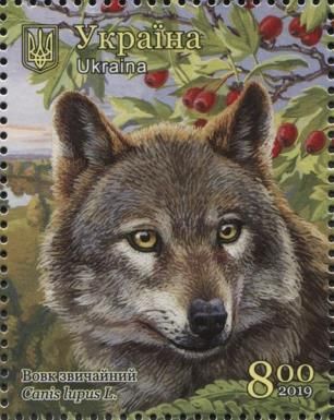 Wolf (Canis lupus)