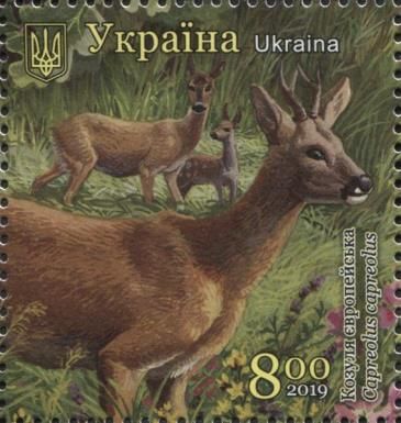Western Roe Deer (Capreolus capreolus)