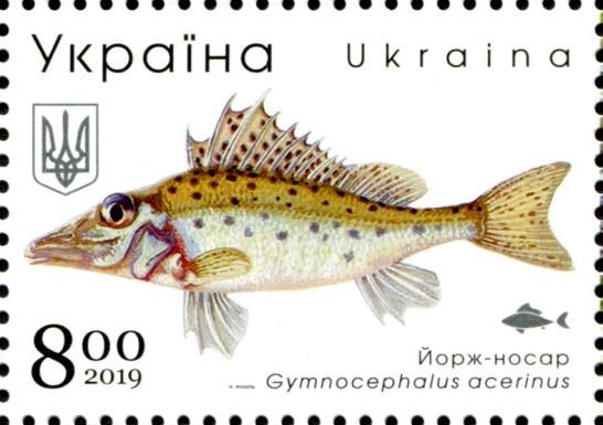 Donets Ruffe (Gymnocephalus acerina)