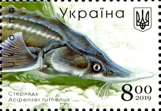 Sterlet (Acipenser ruthenus)
