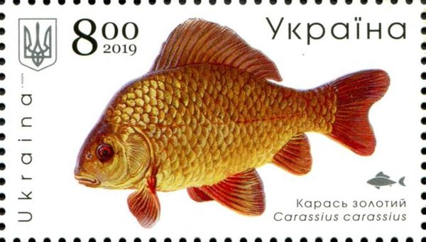 Crucian Carp (Carassius carassius)