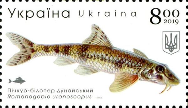 Danubian Gudgeon (Romanogobio uranoscopus)