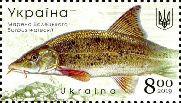 Vistula Barbel (Barbus waleckii)