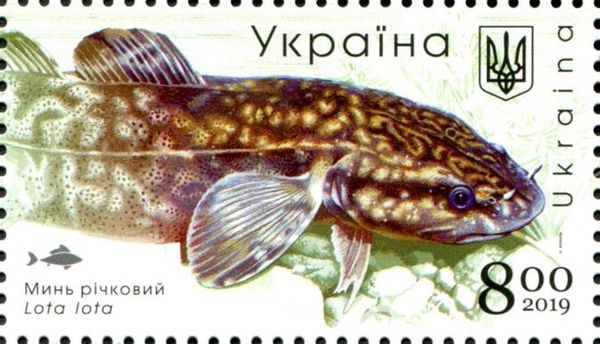 Burbot (Lota lota)