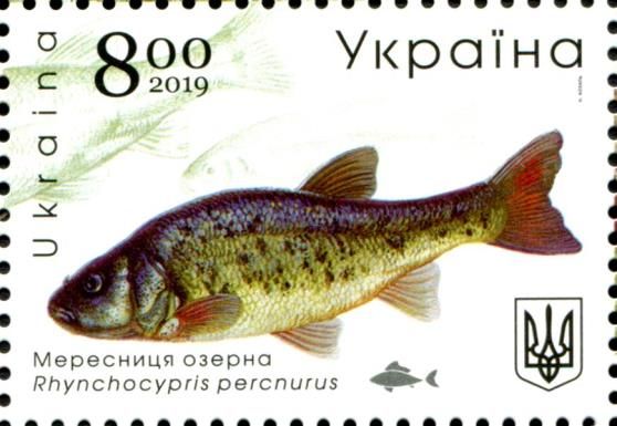 Swamp Minnow (Rhynchocypris percnurus)