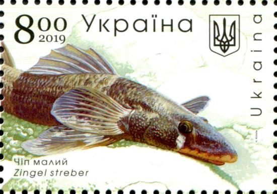 Streber (Zingel streber)