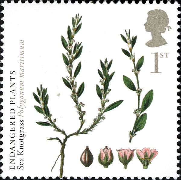 Sea Knotgrass - Polygonum maritimum