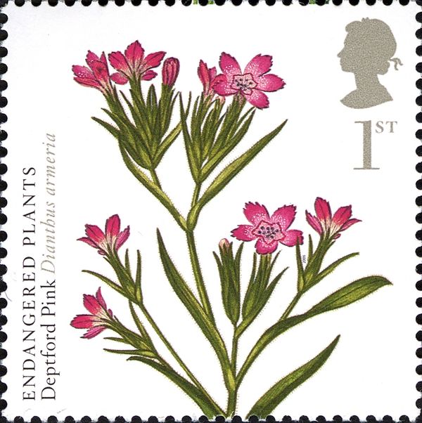 Deptford Pink - Dianthus armeria