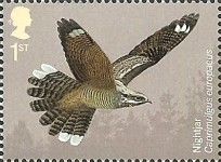 Eurasian Nightjar (Caprimulgus europaeus)