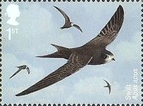 Common Swift (Apus apus)