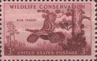 Wild Turkey (Meleagris gallopavo)
