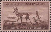 Pronghorn Antelope (Antilocapra americana)