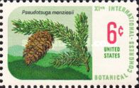 Douglas Fir (Pseudotsuga menziesii)