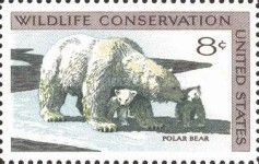 Polar Bear (Ursus maritimus)