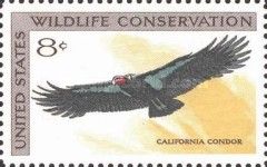 California Condor (Gymnogyps californianus)