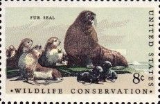 Northern Fur Seal (Callorhinus ursinus)
